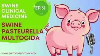 EP 31: Pasteurella multocida у свиней | Причины, симптомы и методы лечения атрофического ринита |