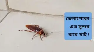 তেলাপোকা এত সুন্দর করে খাই ! | Cockroaches eat with surprising beauty —never seen anything like it. 
