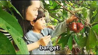 SERUNYA KEISHA DAN MAMA PANEN JAMBU JUMBOO