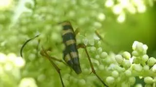 Leptura Longhorn Beetle on Chinese Sumac ヨツスジハナカミキリがヌルデに訪花・摂食