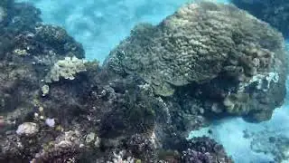 Snorkeling in Swissfinity, Samal Island