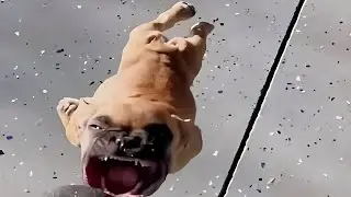 Perfectly Cut Screams 30