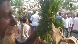 শুড়ীঘাটার গরুর হাটে কাটানো কিছু সময়।#শুড়ীঘাটা #surightata #nature #heatwaves #heatwave