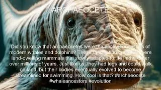 Archaeocete Fact