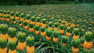Wie die k&ouml;stlichsten Ananas der Welt produziert werden🍍 Wie 140.000 Tonnen Ananas verarbeitet werden