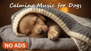 Soothing Music for Dogs 💙 12 Hour Piano - Sleep & Relaxation
