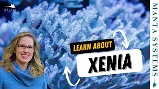 Xenia Corals 101: Care, Growth, and Pulsing Secrets for Reef Tanks