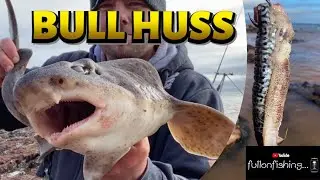 💥NEW PB💥 BIG BAITS on the hunt for BULL HUSS and CONGER EEL. UK Shore Angling 2023. Devon Rocks