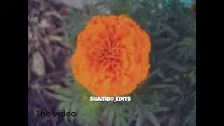 Vibrant Nature's Canvas: Flowers in Focus by Shambo (Me)