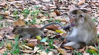 Asus Hit Small Monkey, Shouting Loudly