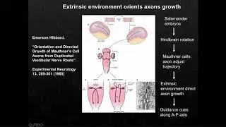 WNT/Planar Cell Polarity Signaling in Axon Guidance and Spinal Cord Injury