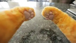 Cat Behavior Finally Explained