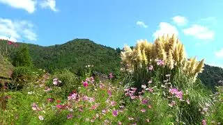 秋の美山かやぶきの里