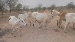 Cows Playing Like Babies &ndash; So Adorable!#PlayfulCows #CuteAnimals #BabyCows #ViralContent #FarmLove
