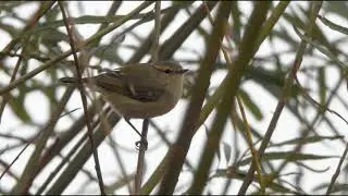 Hume's Leaf Warbler (Phylloscopus humei), Den Haag, The Netherlands, 12 December 2025