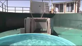 Sea lion intelligence test