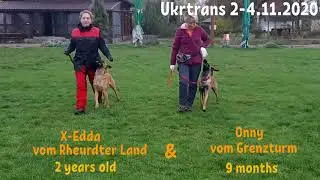 Весёлые сестрички/funny sisters 😀 X-Edda vom Rheurdter & Onny vom Grenzturm