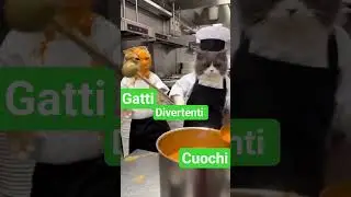 gatti in cucina divertenti #pets #funny #cucinaitaliana