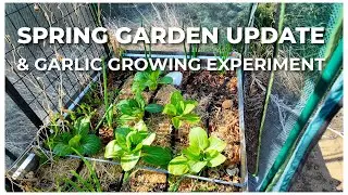 Spring Greenhouse Tour & Garlic Update | What's Growing in My Garden