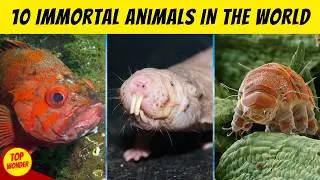 10 STRANGEST ANIMALS With Infinite Lifespans