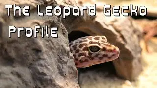 Species Profile: The Leopard Gecko!! (Eublepharis macularius) + Small Tank Update