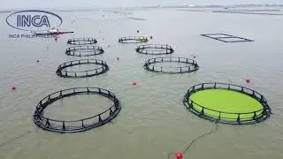 INSTALLATION OF INCA FISH CAGES at Laguna Lake| BFAR Project