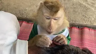 ASMR Cute Face Zueii Monkey Concentrated Grooming To Remove Dirt In Earlobe