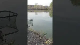 Pescuit la Crap&hellip;cand in sf&acirc;rșit trage ăla mare +10kg,se rupe rig-ul (0.8mm). Carp fishing Romania