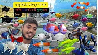Color  Fish Farm | Fish price in BD |Aquarium fish Farming \Guppy fish\Fighter Fish