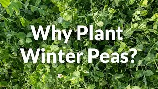 Why Plant Winter Peas?