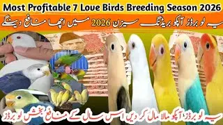 Most Profitable Love Birds 2026 | Top 7 Profitable Love Birds Breeding Season 2026 | Love Birds 2026