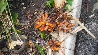 The Joy of Growing and Harvesting Your Own Food! 