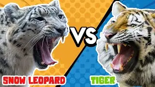 Tiger VS Snow Leopard: Who is the most Majestic Big Cat?