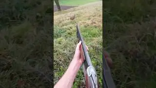 Hare hunting goes wrong, how did I miss That?