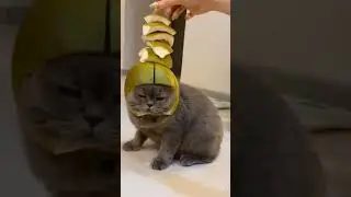 Funny cat trying balancing