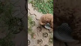 Dog attack in Siem Reap Cambodia 🇰🇭 #dogs #siemreap #cambodia #travel