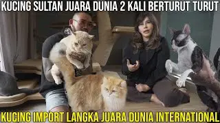 KUCING SULTAN JUARA DUNIA 2 KALI BERTURUT TURUT KUCING IMPORT LANGKA JUARA DUNIA INTERNASIONAL