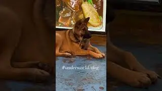 underworld dog🐕