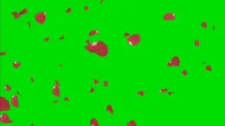 HD Video Rose🌹petals falling effect Royalty free stock footage