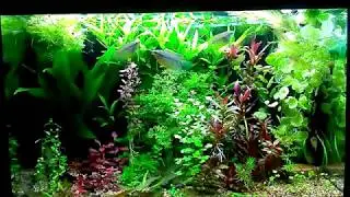 Интерактивный аквариумный туризм Сезон 4 Выпуск 21 Польский Low-Tech