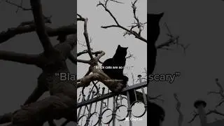 You&rsquo;re divine✨ #music #lanadelreymusic #dietmountaindew #calm #blackcat #cats #song #trend #fyp