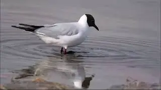 Озерная чайка   Larus ridibundus