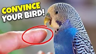 How to make your bird LOVE your HANDS!