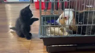 Cats behave strangely at any age🙀😹 #cat @stampycat #cute #animals