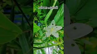 ചിങ്ങം..... 🥰#makeup #nature #youtubeshorts #youtube #reels #focus #public #kerala #world #famous