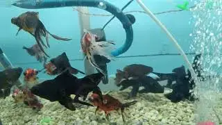 calico Golden big size. big size black gold. STAR FISH CENTER. Mobile-9804010177. 