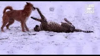 Cheetah Kris and Dog Remus Play in Snow - Cincinnati Zoo