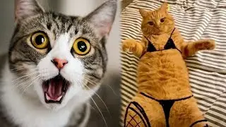 You can watch this forever!!! Funny Cats and Dogs! 😂😂