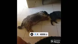 te amo gaby perro jaja🤣🤣