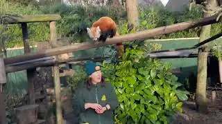 Looking at a Red Panda at Shepreth Wildlife Park